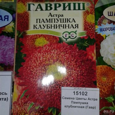 Лот: 9113360. Фото: 1. Семена / Цветы / Астра / Пампушка... Садовые цветы