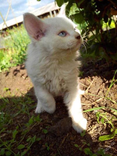 Лот: 2968452. Фото: 1. котята. Кошки, котята