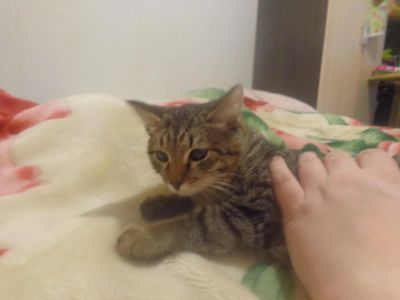 Лот: 6335390. Фото: 1. Отдадим котенка в добрые руки. Кошки, котята