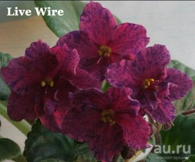 Лот: 11267476. Фото: 1. Фиалка Live Wire. Горшечные растения и комнатные цветы