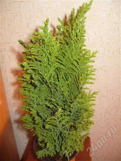 Лот: 306842. Фото: 1. Кипарис 3. Горшечные растения и комнатные цветы