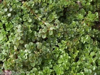 Лот: 9271011. Фото: 1. Почвопокровное растение. Pilea... Горшечные растения и комнатные цветы