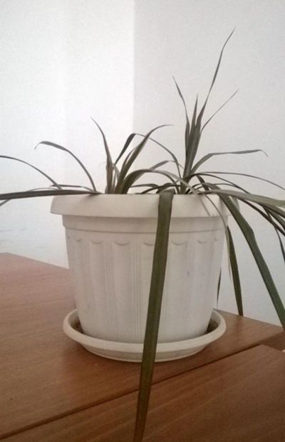 Лот: 5390089. Фото: 1. Горшок пластик, белый с поддоном. Кашпо, горшки, вазоны для цветов