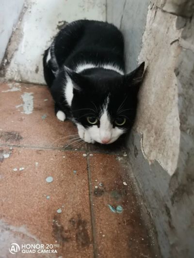 Лот: 20634539. Фото: 1. Найден кот. Кошки, котята