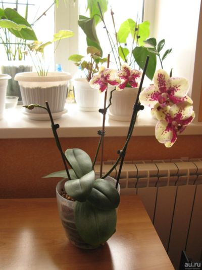 Лот: 15343630. Фото: 1. Продам орхидею (Начинает цветение... Горшечные растения и комнатные цветы