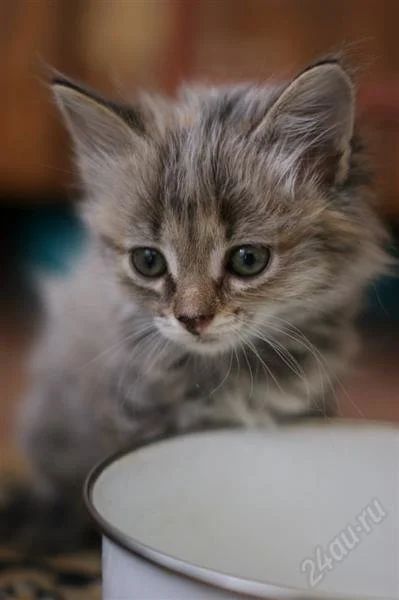 Лот: 2761205. Фото: 1. Отдам котенка. Кошки, котята