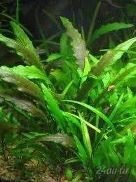 Лот: 1462494. Фото: 1. криптокорина лютея большой красивый... Водные растения