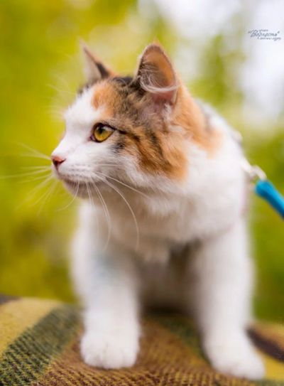 Лот: 6354386. Фото: 1. кошечка 5 месяцев. Кошки, котята