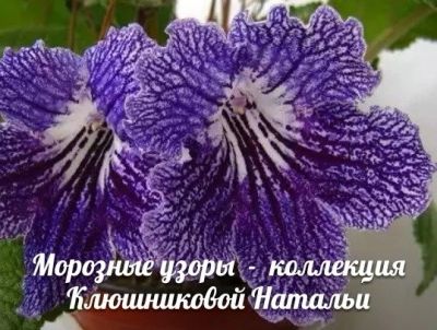 Лот: 10240203. Фото: 1. Стрептокарпус Морозные узоры... Горшечные растения и комнатные цветы