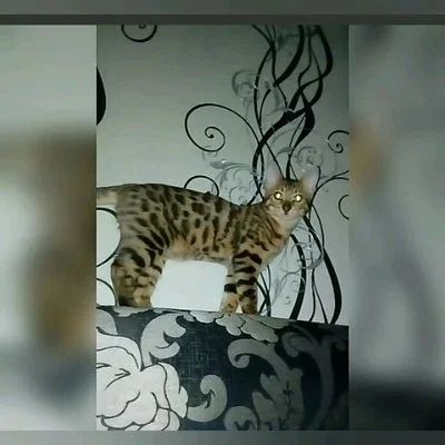 Лот: 11269282. Фото: 1. Бенгальская кошечка. Кошки, котята