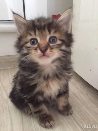 Лот: 13337457. Фото: 1. Красивые тигрята - чистокровные... Кошки, котята