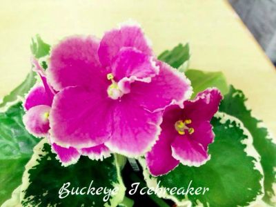 Лот: 6165157. Фото: 1. Продам лист сортовой фиалки Buckeye... Горшечные растения и комнатные цветы