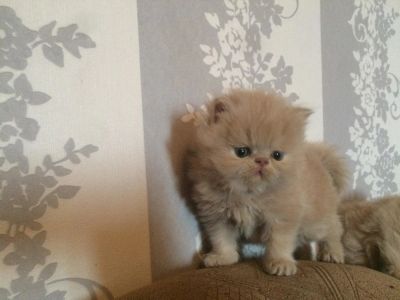 Лот: 9664278. Фото: 1. Персидские котята. Кошки, котята