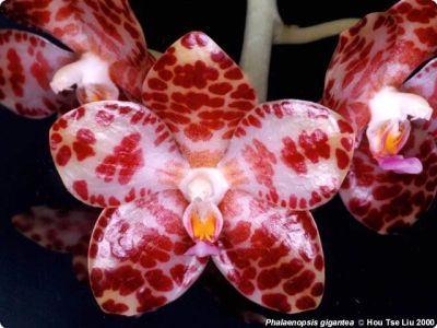Лот: 3710331. Фото: 1. Phalaenopsis gigantea. Горшечные растения и комнатные цветы