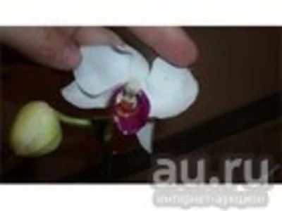 Лот: 13066212. Фото: 1. Орхидея фаленопсис (отцвела) Passion... Горшечные растения и комнатные цветы