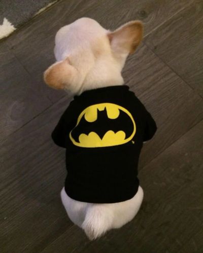 Лот: 14838246. Фото: 1. Костюм для маленькой собачки Batman. Ошейники, одежда, конное снаряжение