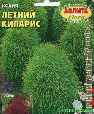 Лот: 13821384. Фото: 1. Кохия. Садовые цветы