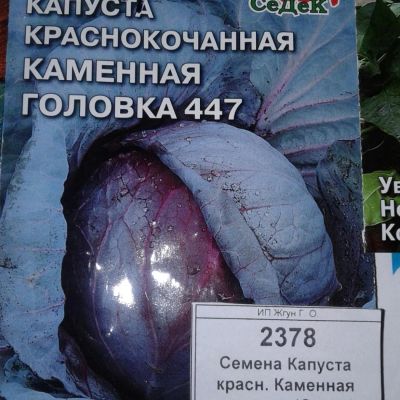Лот: 9121952. Фото: 1. Семена / овощи / Капуста / краснокачанная... Овощи