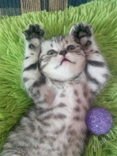Лот: 2809550. Фото: 1. Кошечка скоттиш-страйт. Кошки, котята