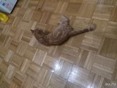 Лот: 9688627. Фото: 1. чистокровная британка. мраморный... Кошки, котята