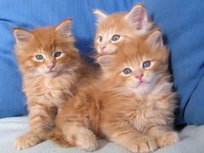 Лот: 5266687. Фото: 1. Котята гиганты, домашняя рысь... Кошки, котята