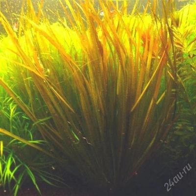 Лот: 1551889. Фото: 1. Blyxa aubertii sp red. Водные растения