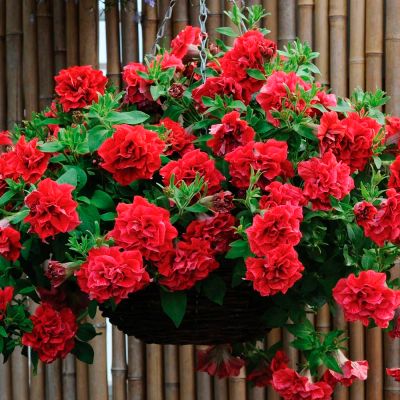 Лот: 11382515. Фото: 1. Petunia Tumbelina Inga (Петуния... Садовые цветы