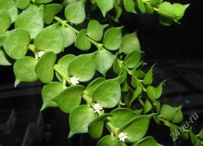 Лот: 1690836. Фото: 1. Дисхидия RUSCIFOLIA. Горшечные растения и комнатные цветы