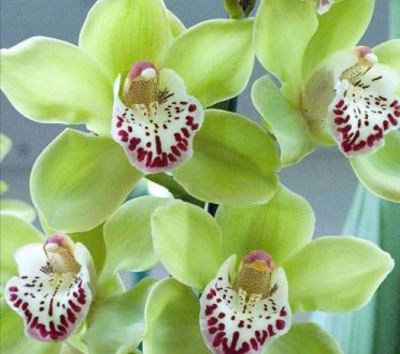 Лот: 15296372. Фото: 1. Орхидея. Свежие цветы