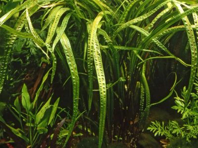 Лот: 2645741. Фото: 1. Криптокорина Балансе (Cryptocoryne... Водные растения