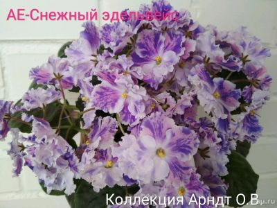 Лот: 11048987. Фото: 1. Фиалка АЕ-Снежный эдельвейс лист. Горшечные растения и комнатные цветы