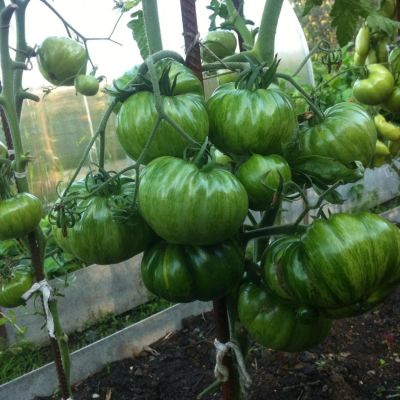 Лот: 10527633. Фото: 1. Семена экзотических томатов. Овощи