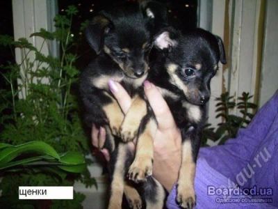 Лот: 388373. Фото: 1. той-терьер. Остальные животные