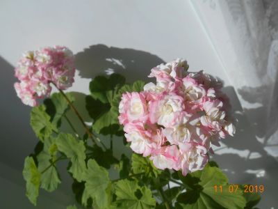 Лот: 15036476. Фото: 1. Пеларгония зональная "Sutarves... Горшечные растения и комнатные цветы