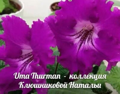 Лот: 10291096. Фото: 1. Стрептокарпус КТ - Uma Thurman... Горшечные растения и комнатные цветы