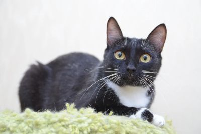 Лот: 4675285. Фото: 1. Отдам в добрые руки Кошку Сицилию. Кошки, котята