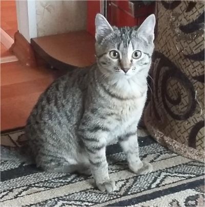 Лот: 11413774. Фото: 1. Отдам милаху в добрые руки. Кошки, котята
