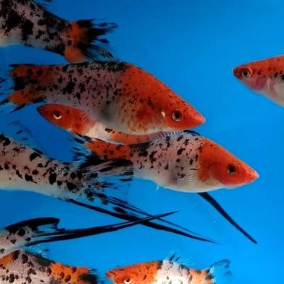 Лот: 17151587. Фото: 1. Меченосец Кои Санке, Xiphophorus... Рыбки