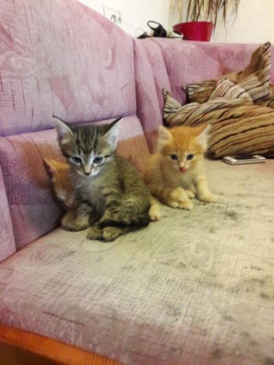 Лот: 8047772. Фото: 1. Отдадим котят. Кошки, котята