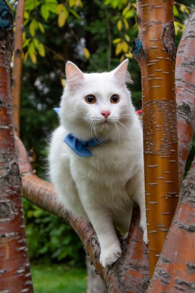 Лот: 20847869. Фото: 1. Котяра в добрые руки!. Кошки, котята