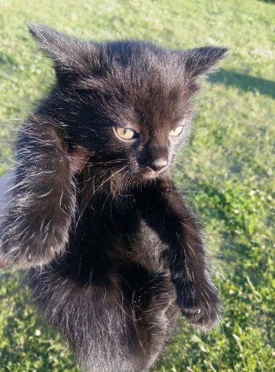 Лот: 16248771. Фото: 1. Котята. Кошки, котята