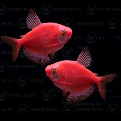 Лот: 21424971. Фото: 1. Тернеция Красная GloFish 2-2,5... Рыбки