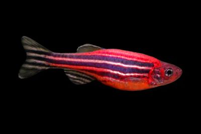 Лот: 11668838. Фото: 1. Рыбка- Данио "GloFish" арбуз красный... Рыбки
