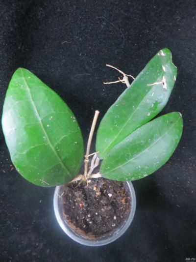 Лот: 13595095. Фото: 1. Хойя Hoya sp. (PNG SV-470) Tawali... Горшечные растения и комнатные цветы