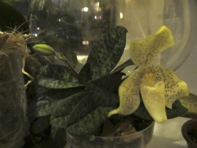 Лот: 3235524. Фото: 1. Орхидея Paphiopedilum concolor... Горшечные растения и комнатные цветы