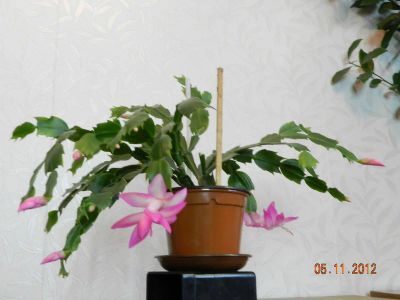 Лот: 8406097. Фото: 1. Шлюмбергера розовая. Горшечные растения и комнатные цветы