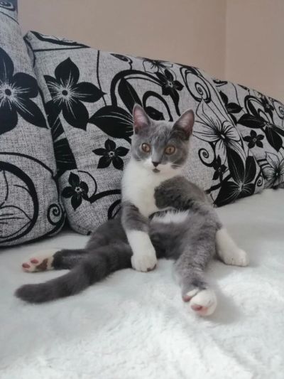 Лот: 14574021. Фото: 1. Кот 8-9 месяцев ухоженный, кастрированный... Кошки, котята