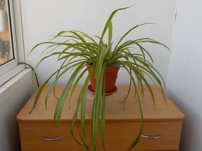 Лот: 20006526. Фото: 1. хлорофитум. Горшечные растения и комнатные цветы