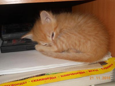 Лот: 6423430. Фото: 1. Котик Персидской Ангоры. Кошки, котята