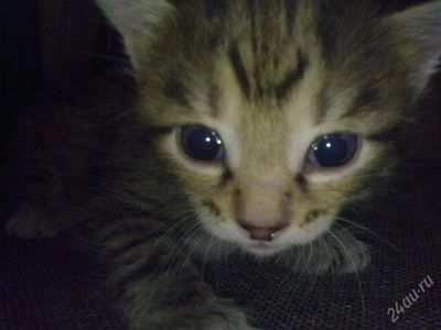 Лот: 1897722. Фото: 1. Котенок который никому не нужен... Кошки, котята